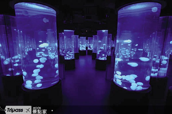 亞洲最大的「水母館」令人驚艷。