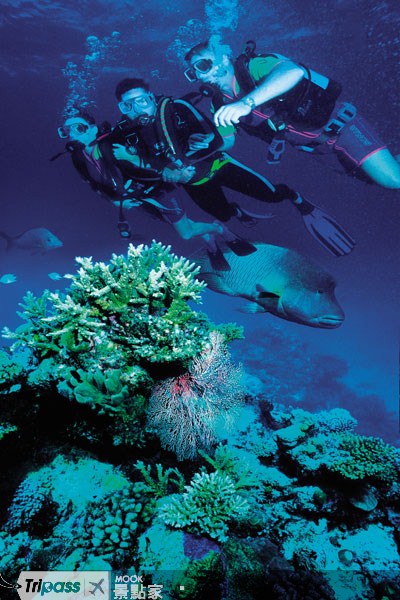 大堡礁的海底生物種類多樣、美不勝收。