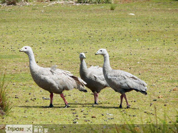 幾隻在路上大搖大擺走路的鵝。