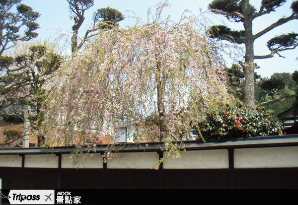 角館的櫻花有著流傳以久的故事。（圖片來源：墨刻）