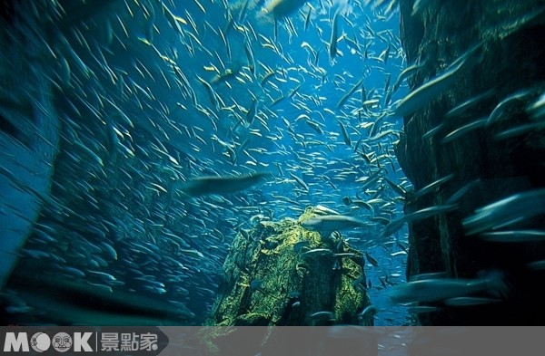 海遊館