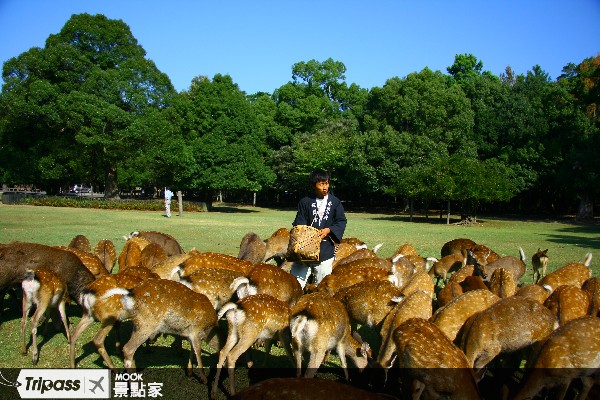 奈良公園