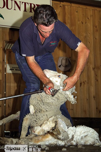 想看澳洲著名的「剪羊毛」秀？到天堂鄉觀光農莊準沒錯！