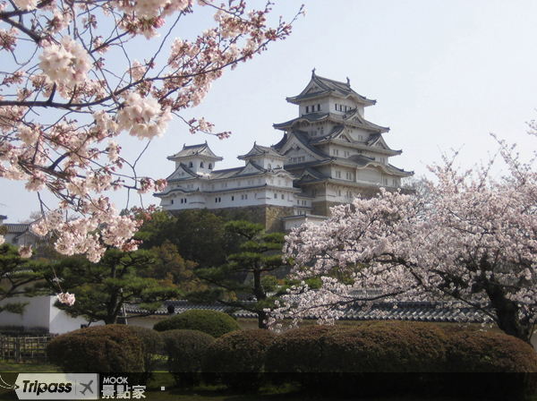 春櫻搭配雪白的城牆，是一幅最美的風景畫
