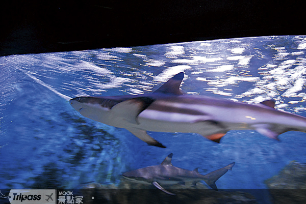 皇家發展研究中心水族館內飼養的鯊魚。