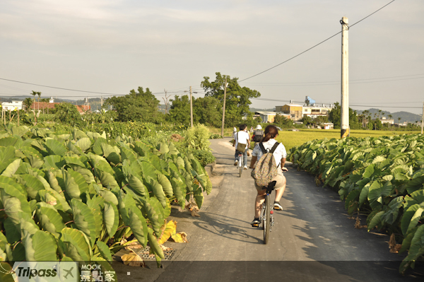 單車路線沿途經過滿滿的芋頭田、稻田，分外悠閒。