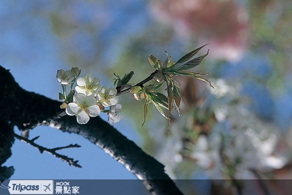 賞花近拍不容易，最好準備能近拍5～8公分的近拍鏡頭。