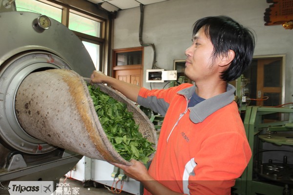 生力農場提供製茶體驗，但須事前預約。
