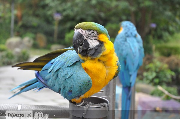 三富休閒農場儼然是天然的飛行公園。