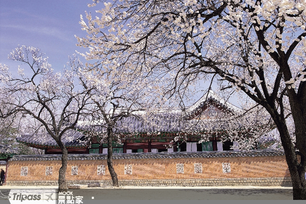 今年韓國櫻花季自3月下旬開始（圖片提供／韓國觀光公社）