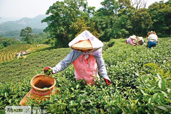 點擊看【貓空】景點介紹