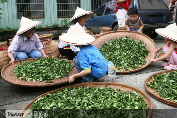 北部有不少產茶的地區。（圖片提供／坪林鄉公所）