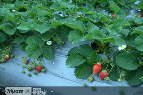 2月開始，內湖草莓季即將登場！（圖片提供／行政院農業委員會）