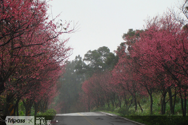 整片的櫻花道，相當美麗。（圖片提供／三芝區公所）