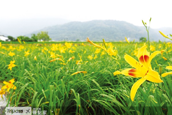 花蓮的金針花季遠近馳名。