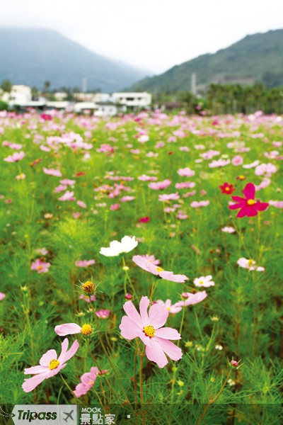 點擊看【台9線花海】景點介紹