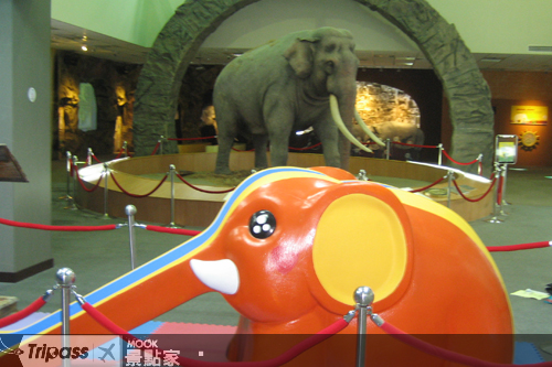 綠島大象目前正在台北市立動物園展出。（圖片提供／李孟發)