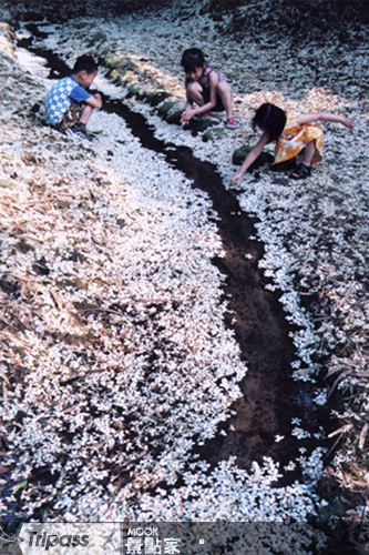 雪白的桐花。（圖片提供／行政院客家委員會）