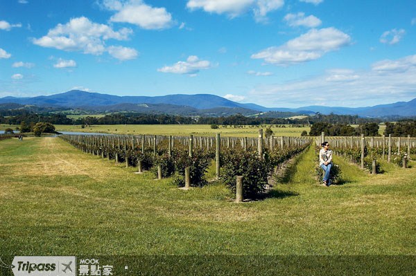 點擊看【Domaine Chandon酒莊】景點介紹