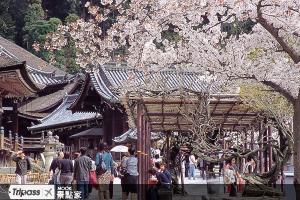 日本賞櫻季又到了，趁早訂機票才能享優惠！