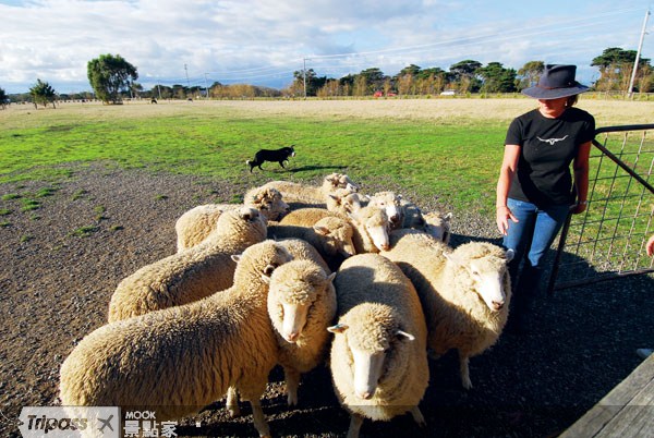 澳洲農場的剪羊毛活動。
