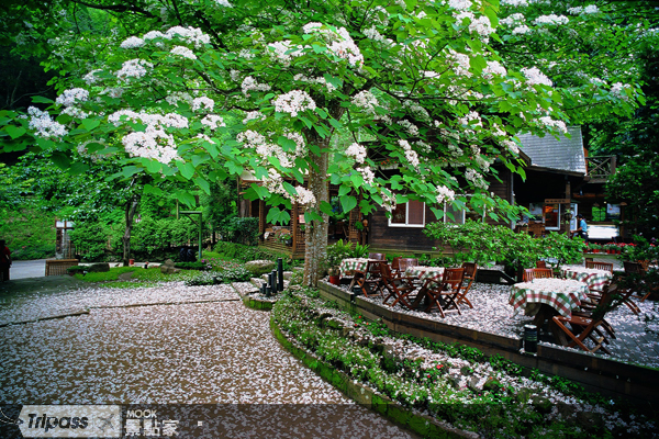 油桐花坊是苗栗最有名的賞桐花景點