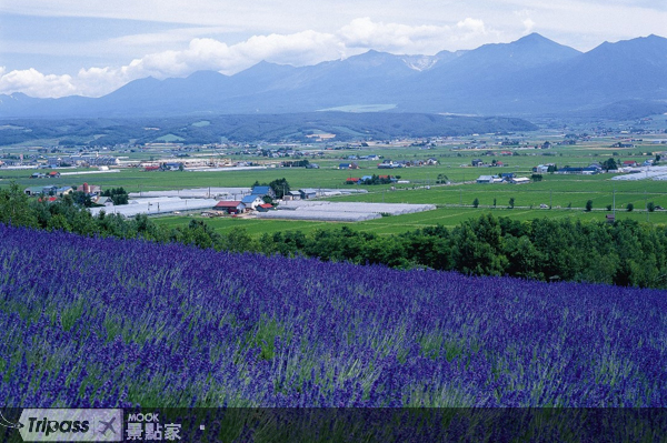 一望無際的薰衣草花田。圖片提供/JR北海道