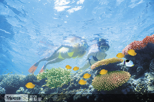 大堡礁繽紛的海底世界。圖片提供/澳洲旅遊局