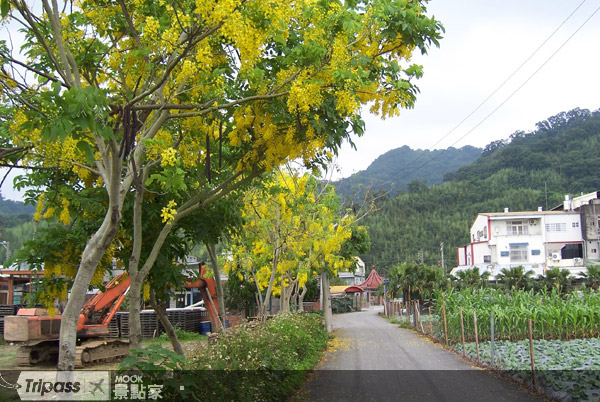 下著黃金雨季的道路有著不同的浪漫風情。圖片提供/黃金小鎮