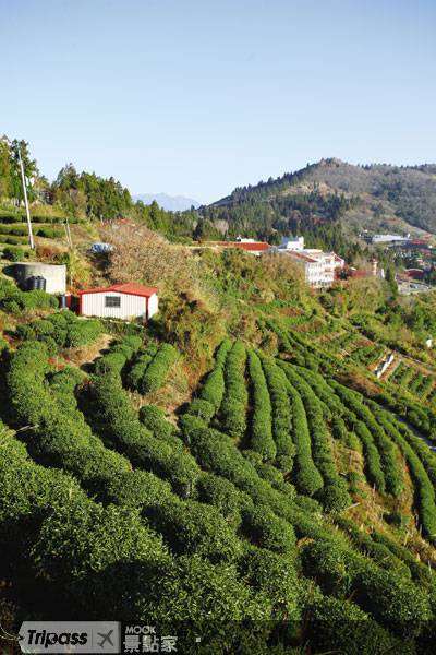 茶是南投縣重要的農特產品