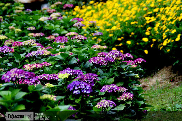 色彩繽紛的花種。圖片提供/新竹縣政府