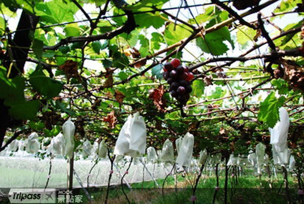 美麗的葡萄藤下掛著晶亮的葡萄。圖片提供/安全農業入口網