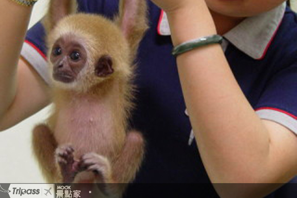 白手長臂猿「琍知」陪您一起健走。圖片提供/臺北市立動物園