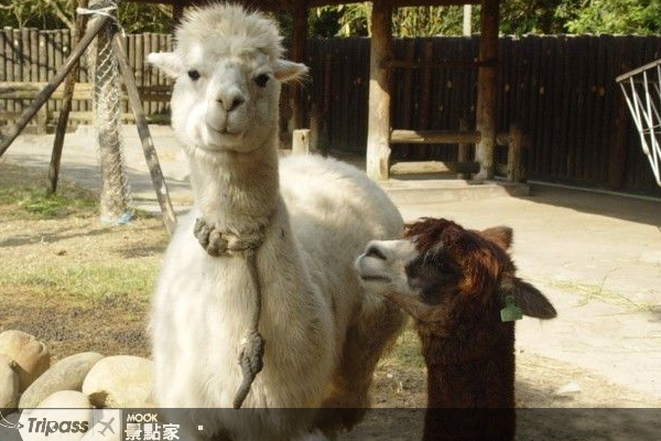 父親節來動物園「樂活健步走」。圖片提供/臺北市立動物園