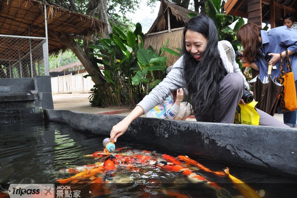 餵魚喝牛奶是當地新玩法。