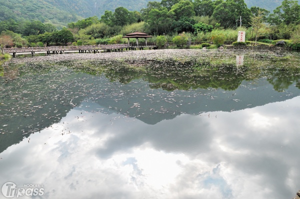 羅山有機村