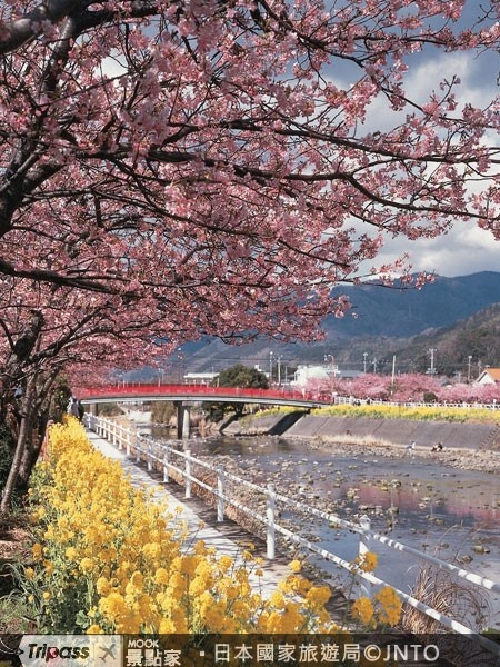 春天的河津七瀧櫻花遍佈，是伊豆半島著名的觀光勝地。(圖片提供/JNTO)