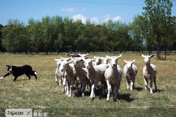 牧羊犬正好追趕的是一群剪完毛的羊隻。