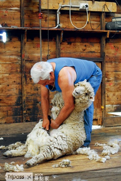 乖乖被剪毛的綿羊。
