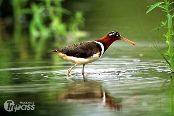 高美野生動物保護區有許多保育動植物。（圖片提供／交通部觀光局）