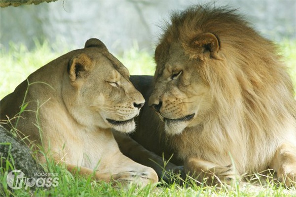 動物園內的非洲獅夫妻（福安與福慶）。（圖片提供／臺北市立動物園）