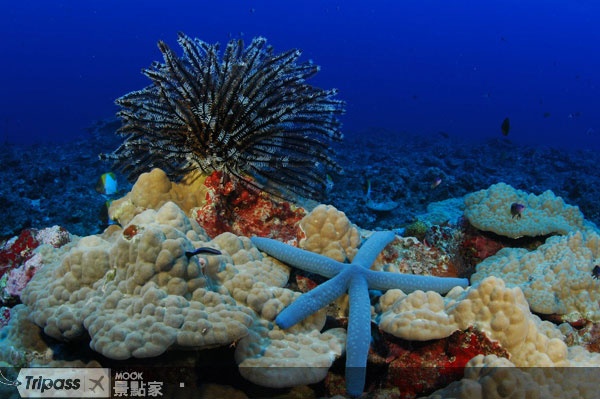 在海底世界享受與魚群同遊的樂趣。（圖片提供／關島觀光局）