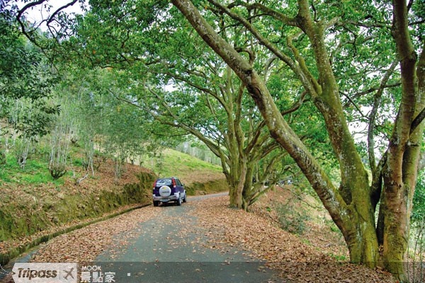 台灣的登山資源豐富，各地都有完善的健行步道，圖為南投貓囒山步道。（圖片提供／墨刻編輯室）