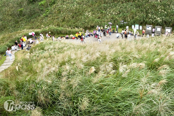 雪白芒花季即將來臨，妝點草嶺古道的秋容。（圖片提供／東北角暨宜蘭海岸國家風管處）