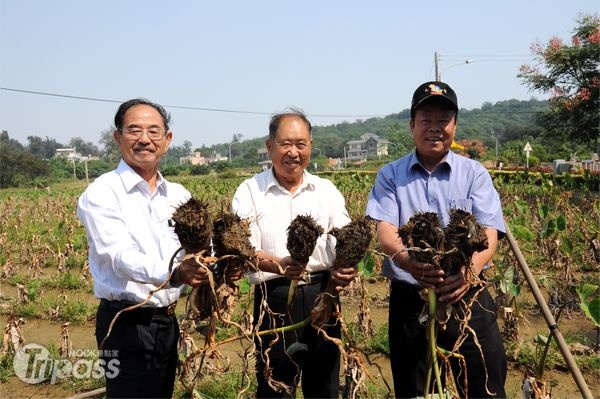 芋頭節由烈嶼鄉公所舉辦，挖芋頭體驗限額1000人。（攝影／景點家李欣怡）