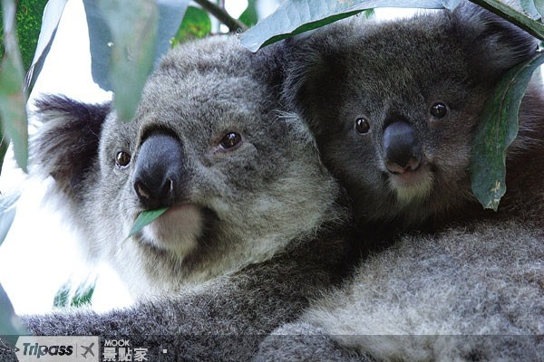 此次來台的澳洲無尾熊將入住在台北市立動物園。（圖片提供／墨刻編輯部）