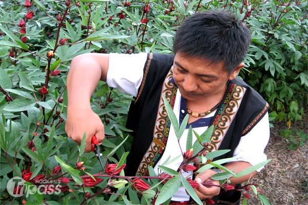 配合洛神花季當地規劃了體驗活動，讓民眾親自採收與製作洛神花蜜餞。（圖片提供／台東縣金峰鄉公所）