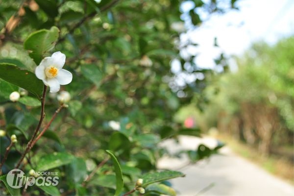 苦茶樹步道每年9～11月可以欣賞盛開的小白花。（攝影／景點家江明麗）