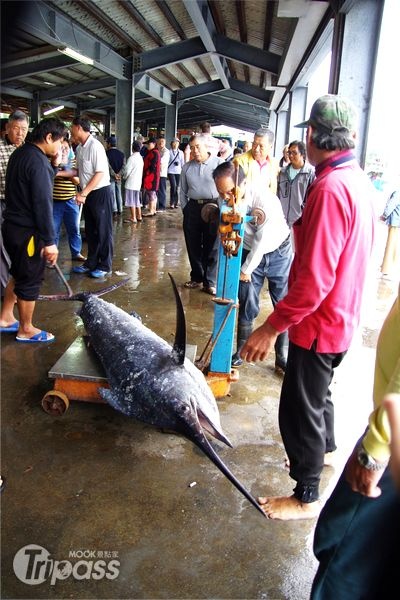 報名旗魚季的主題活動，可以隨漁船出海體驗「鏢旗魚」的快感。（圖片提供／台東縣政府漁業科）