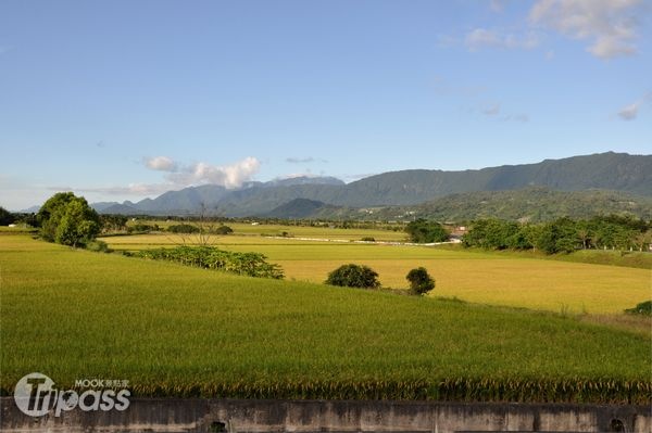 關山擁有全國最大的水稻專業區。（攝影／景點家李欣怡）